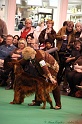 Crufts2011_2 085